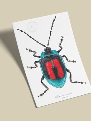 afiche_0031_insctos-7.png Afiche Escarabajo-Aspicela sculata