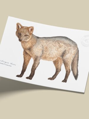 Afiche Zorro perro-Cerdocyon thous