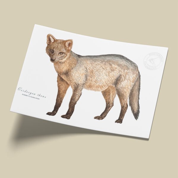 Afiche Zorro perro-Cerdocyon thous