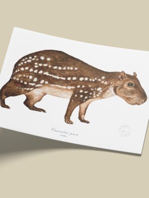 Afiche Paca-Cuniculus paca