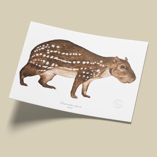 Afiche Paca-Cuniculus paca