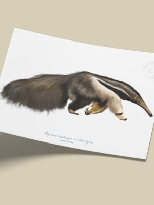 Afiche Oso palmero-Myrmecophaga tridactyla