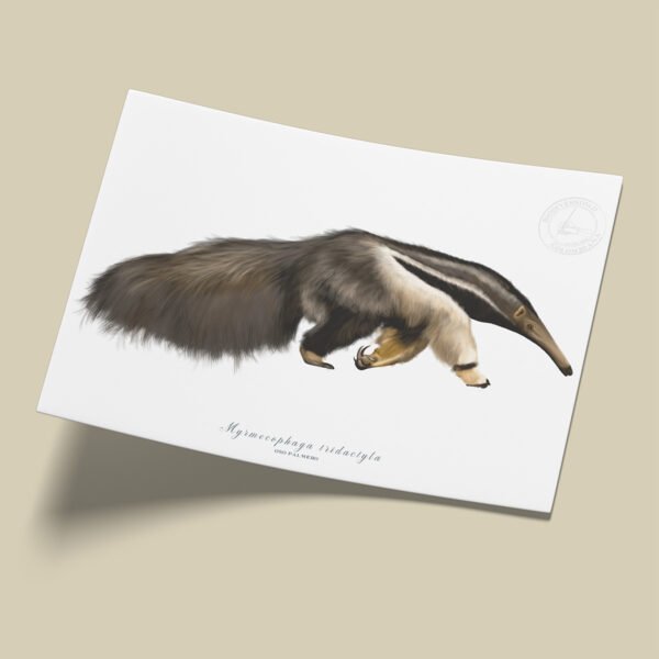 Afiche Oso palmero-Myrmecophaga tridactyla