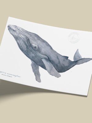 Afiche Ballena jorobada-Megaptera novaeangliae