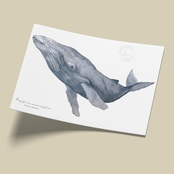 afiche_0035_mamiferos-4.png Afiche Ballena jorobada-Megaptera novaeangliae