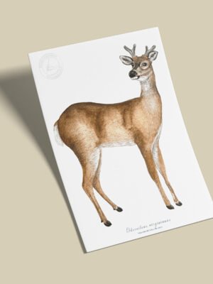 Afiche Venado-Odocoileus virginianus