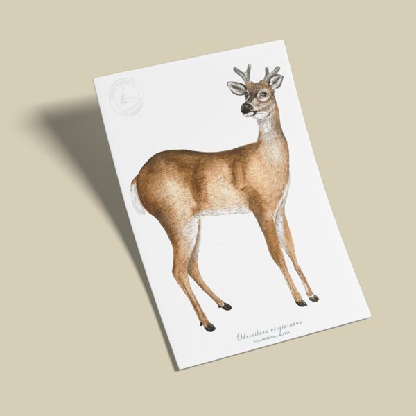 Afiche Venado-Odocoileus virginianus