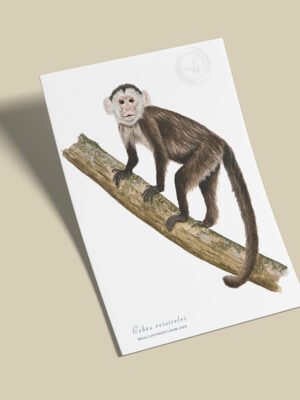 Afiche Mono capuchino-Cebus versicolor