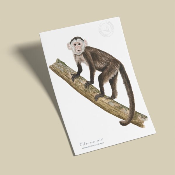 Afiche Mono capuchino-Cebus versicolor