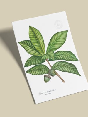 Afiche Roble blanco-Quercus humboldtii