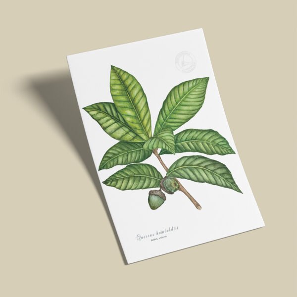 Afiche Roble blanco-Quercus humboldtii