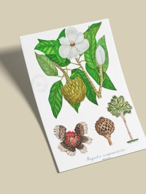 Afiche Molinillo-Magnolia resupinatifolia