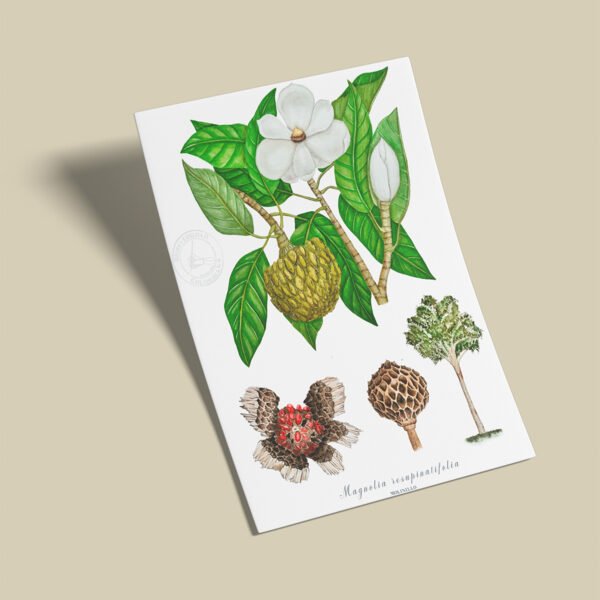 Afiche Molinillo-Magnolia resupinatifolia