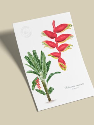 Afiche Platanillo-Heliconia rostrata