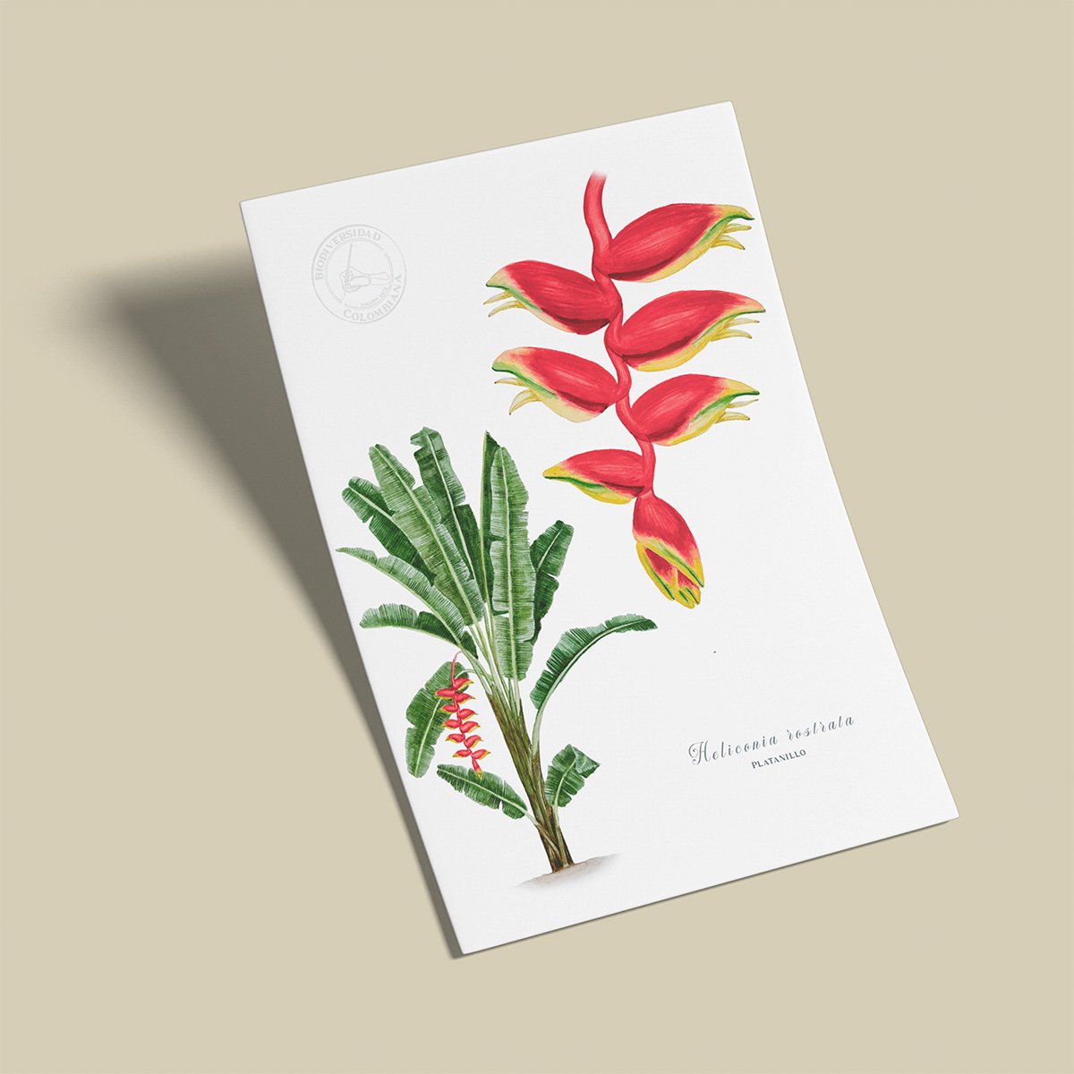 afiche_0041_plantas-11.png Afiche Platanillo-Heliconia rostrata