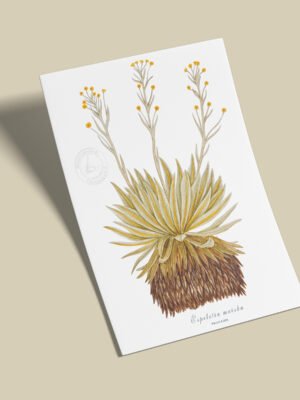 Afiche Frailejon-Espeletia muiska