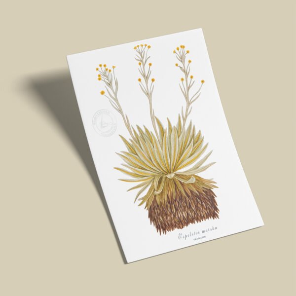 Afiche Frailejon-Espeletia muiska