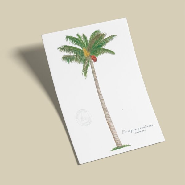 afiche_0043_plantas-2.png Afiche Palma de cera-Ceroxylon quindiuense