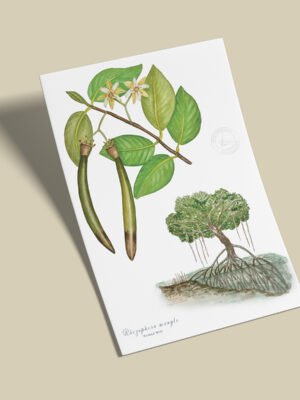 Afiche Manlgar-Rhizophora mangle