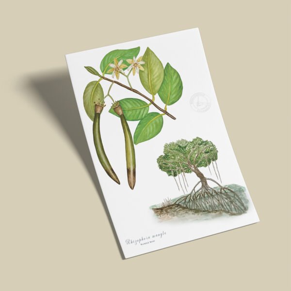 Afiche Manlgar-Rhizophora mangle