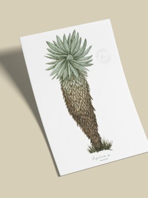 Afiche Frailejon-Speletia sp2