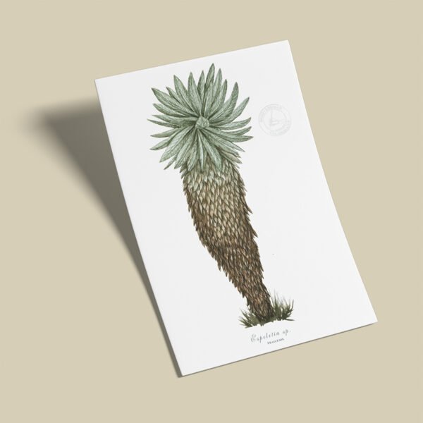 Afiche Frailejon-Speletia sp2