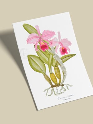 Afiche Orquidea-Cattleya trianae