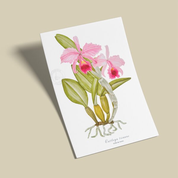 Afiche Orquidea-Cattleya trianae