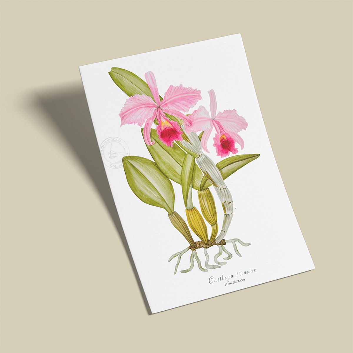 Afiche Orquidea-Cattleya trianae