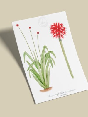 Afiche Flor de inirida-Schoenocephalium teretifolium