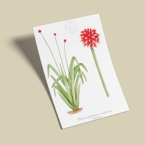 Afiche Flor de inirida-Schoenocephalium teretifolium