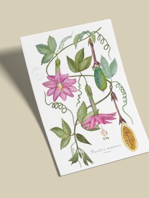 Afiche Curuba-Passiflora tarminiana