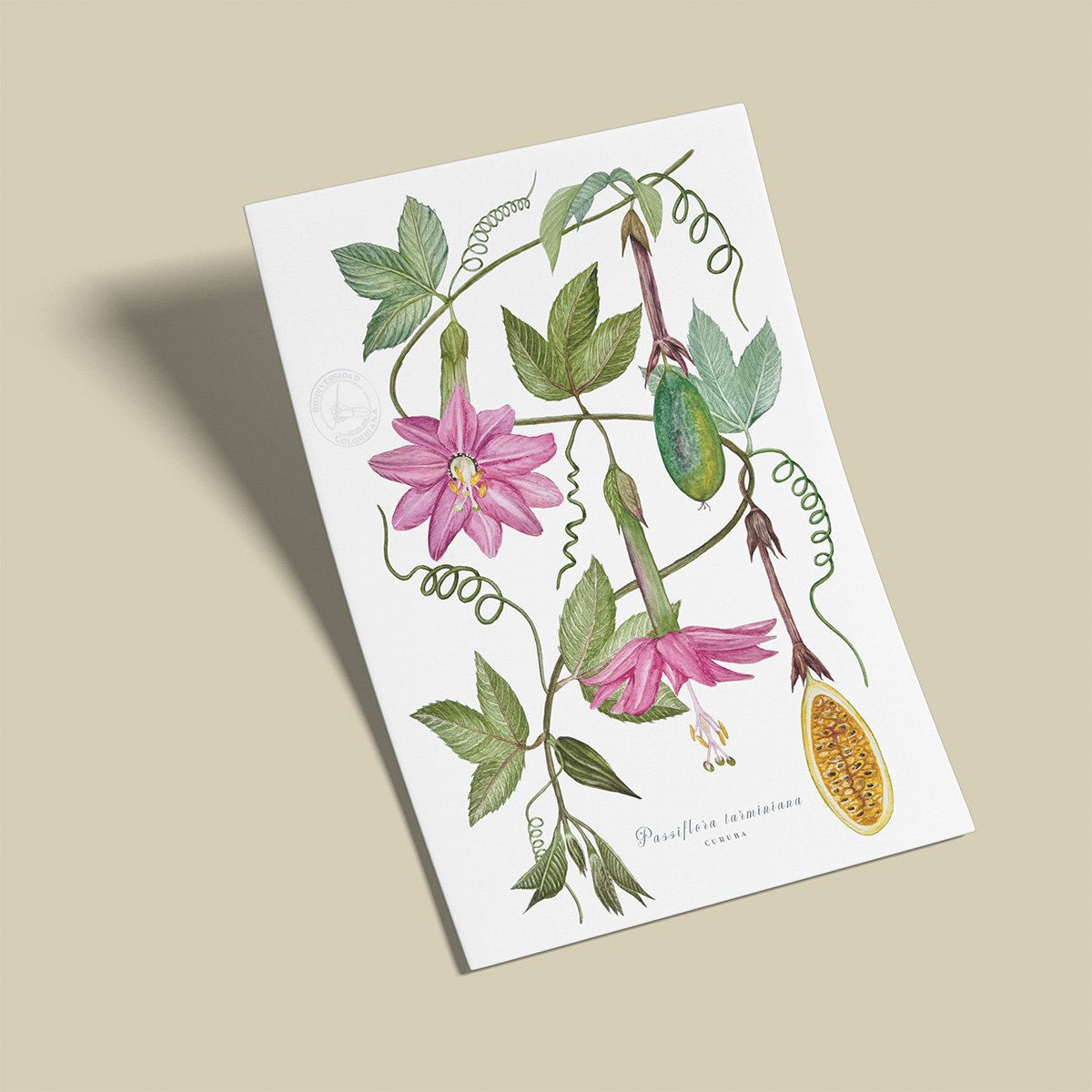 Afiche Curuba-Passiflora tarminiana