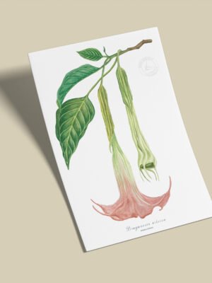 Afiche Borrachero-Brugmansia arborea