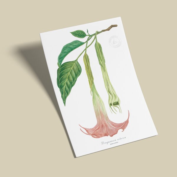 Afiche Borrachero-Brugmansia arborea