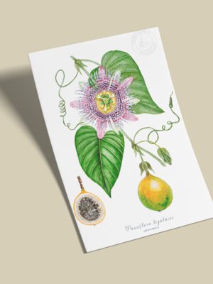 Afiche Granadilla-Passiflora lingularis