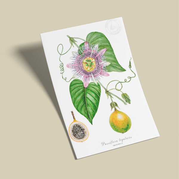 Afiche Granadilla-Passiflora lingularis