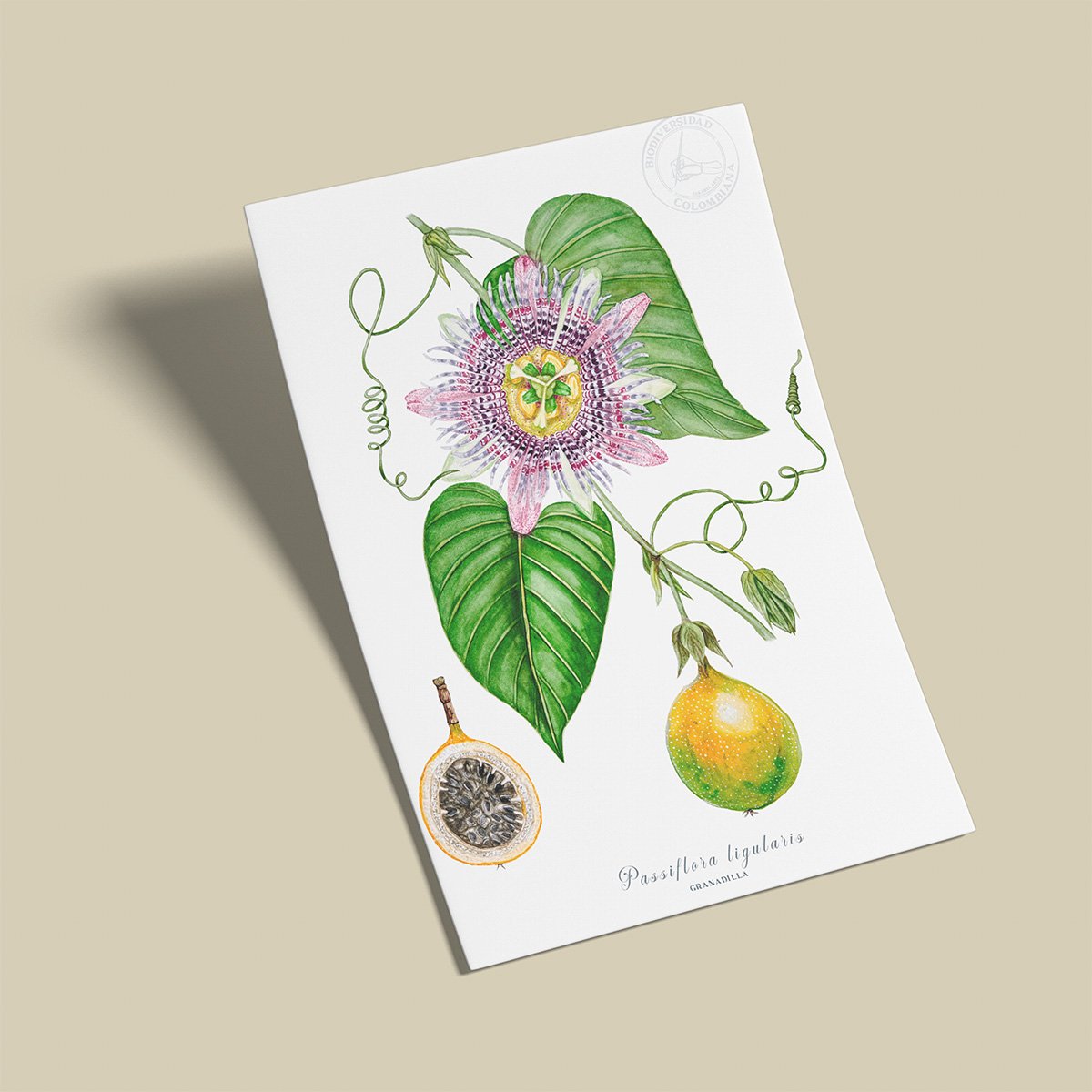 afiche_0050_plantas-9.png Afiche Granadilla-Passiflora lingularis