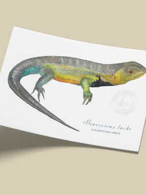 afiche_0051_reptil-1.png Afiche Lagarto collarejo-Stenocercus lache