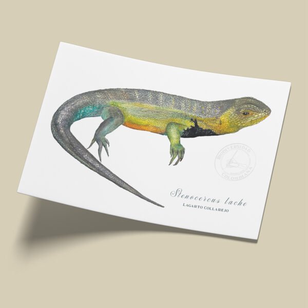 afiche_0051_reptil-1.png Afiche Lagarto collarejo-Stenocercus lache
