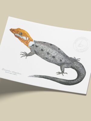 afiche_0052_reptil-2.png Afiche Gecko-Gonatodes albogularis