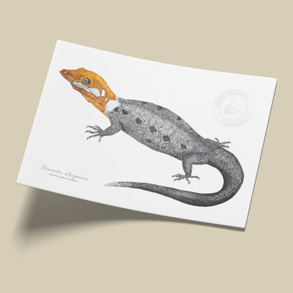 Afiche Gecko-Gonatodes albogularis