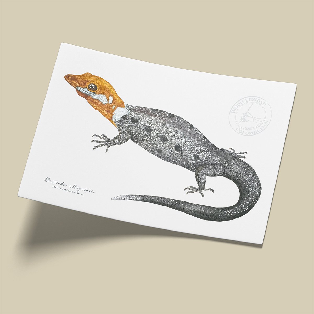 afiche_0052_reptil-2.png Afiche Gecko-Gonatodes albogularis