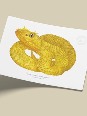 afiche_0053_reptil-3.png Afiche Pestañona-Bothriechis schlegelii