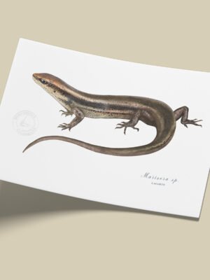 afiche_0054_reptil-4.png Afiche Mabuya-Mabuya sp