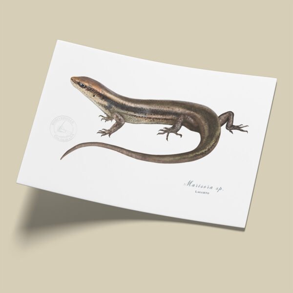 Afiche Mabuya-Mabuya sp