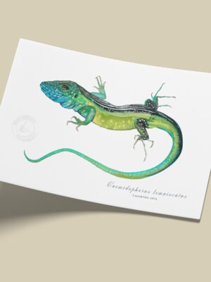 afiche_0055_reptil-5.png Afiche Lagarto azul-Cnemidophorus lemniscatus