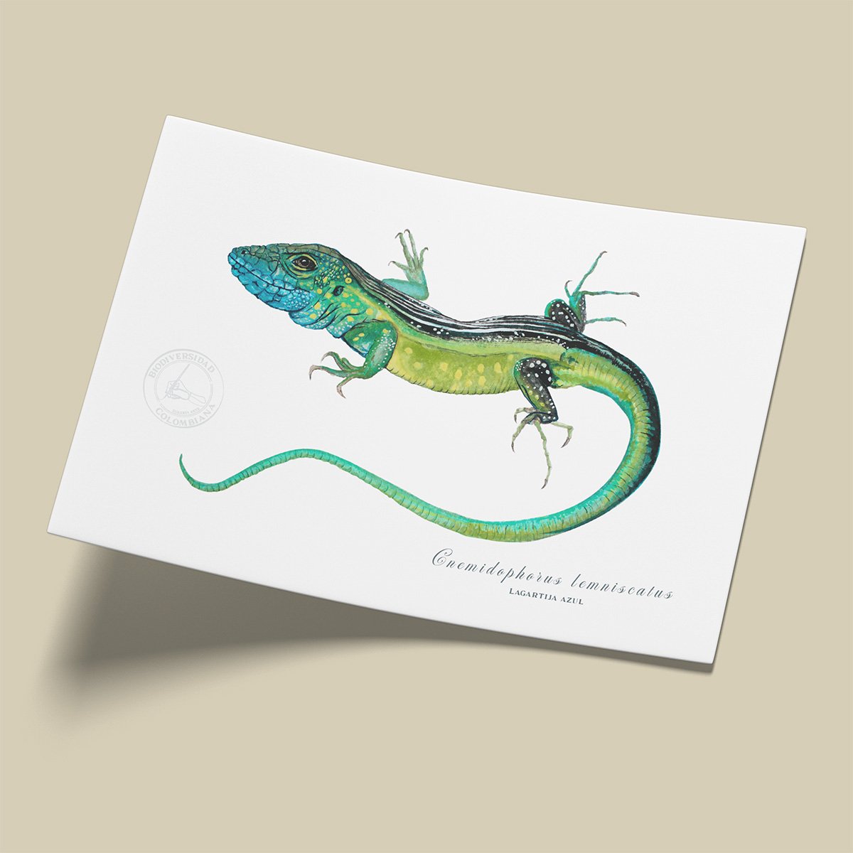 Afiche Lagarto azul-Cnemidophorus lemniscatus