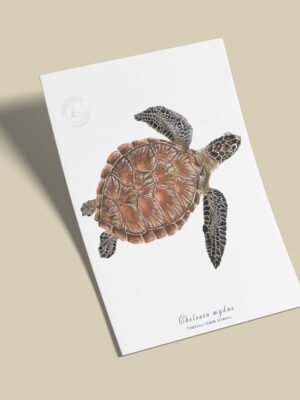 afiche_0056_reptil-6.png Afiche Tortuga verde-Chelonia mydas
