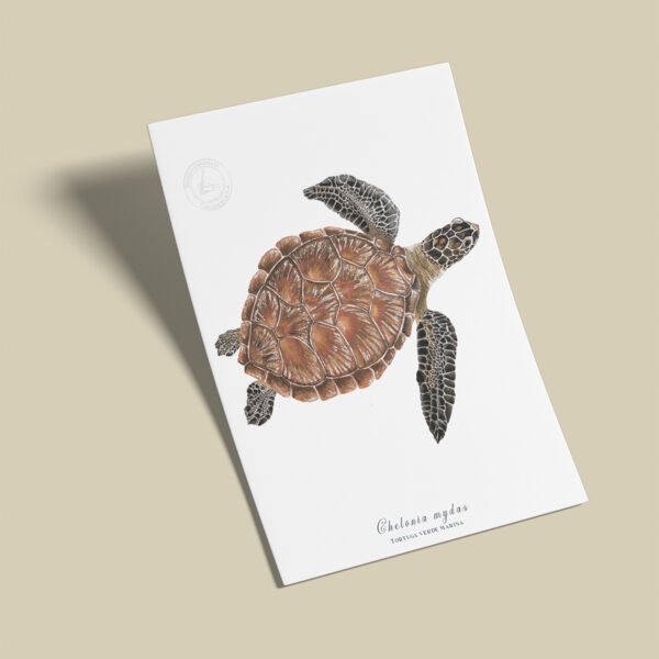 Afiche Tortuga verde-Chelonia mydas